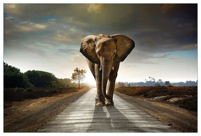 Produktbild von Wallario Küchenrückwand aus Glas, Größe: 90 x 60 cm, Motiv: Elefant bei Sonnenaufgang in Afrika | Spritzschutz | abwischbar | pflegeleicht | in