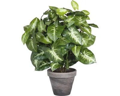 Produktbild von Kunstpflanze Mosaikpflanze Fittonia Ø 25 H 35 cm grau