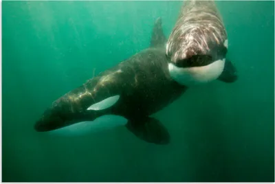 Produktbild von MuchoWow® Poster Zwei Orcas im Wasser 180x120 cm - Fotoplakat