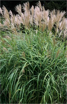 Produktbild von Stauden Gänge 1 x Miscanthus sinensis 'Goliath' im 1 Liter Topf - Großes Chinaschilf - Der Riese unter den Gräsern für grandiose Akzente - Winterhart