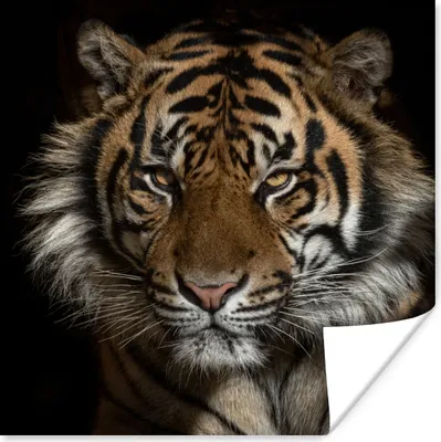 Produktbild von MuchoWow® Poster Tiger - Wilde Tiere - Porträt 75x75 cm - Wand Dekoration