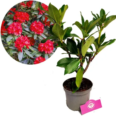 Produktbild von Rhododendron ‘Red Jack’, rote Blüten, Höhe 30–40 cm, 1,5-Liter-Topf