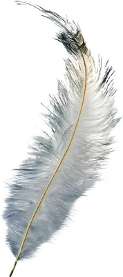 Produktbild von KNORR PRANDELL 216615007 Feder ca. 35 cm weiss