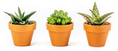 Produktbild von Gardners Aloe-Mischung, Durchmesser 6 cm