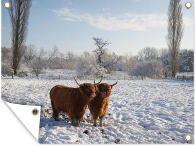 Produktbild von MuchoWow® 120x90 cm Outdoor-Poster Gartendeko Sichtschutz Garten Poster für den Garten  Schottischer Hochländer - Licht - Schnee