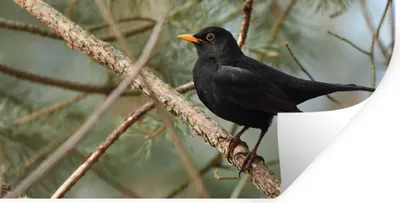 Produktbild von MuchoWow® Wandtattoo Wandsticker Wandaufkleber Vogel - Amsel - Zweige - Tiere 80x40 cm Selbstklebend und Repositionierbar - Aufkleber