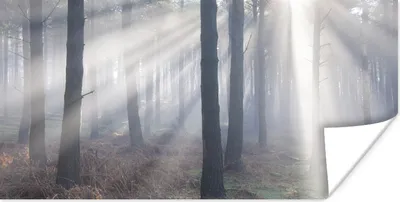 Produktbild von MuchoWow® Poster Sonnenstrahlen leuchten in einem Wald 150x75 cm - ohne Rahmen