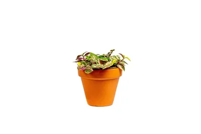 Obrázok produktu pre Gardners Tradescantia fluminensis quadricolor, priemer 10-12 cm