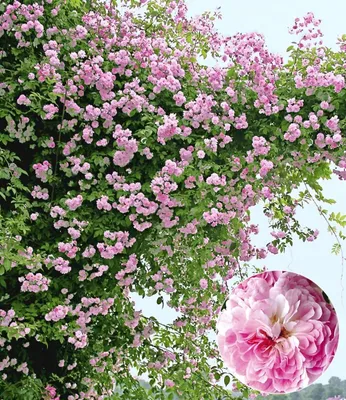 Produktbild von BALDUR Garten 2x Rambler-Rosen 'Paul's Himalayan Musk Rambler', Pflanzen wurzelballiert, Kletterrose, Schlingrose, winterharte & mehrjährige Kletterpflanze, blühend, Rosa Hybride