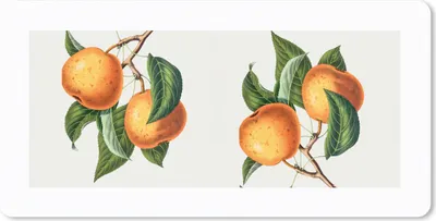 Produktbild von MuchoWow® Schreibtischunterlage Lebensmittel - Orange - Pflanze 80x40 cm - XXL Mauspad - Gaming Mauspad