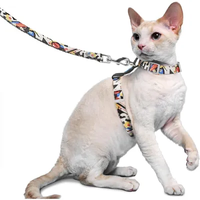 Productafbeelding van Kattenhalsband en riem, ontsnappingswerend, verstelbaar, lichtgewicht, maat S (borstomvang 20,3-33 cm), zwart