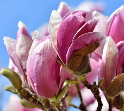 Obrázek produktu pro Magnolia Betty 2L