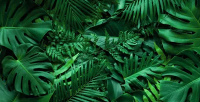 Produktbild von Magnetmatte für Heizkörperverkleidung Monstera Blätter 60x100cm
