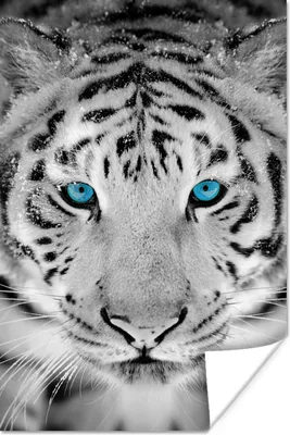 Produktbild von MuchoWow® Poster Tiger - Winter - Tiere 20x30 cm - Papierdruck