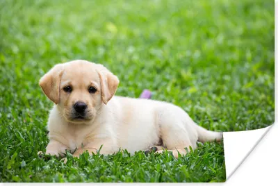 Produktbild von MuchoWow® Poster Labrador-Welpe im Gras 60x40 cm - Schlafzimmerdekoration