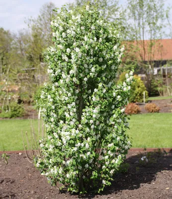 Produktbild von BALDUR Garten 1x Felsenbirne Amelanchier 'Obelisk®', Pflanze im 3 Liter-Topf, Trendpflanze mit Blüte & Frucht, wächst säulenförmig, winterhart, dekorativ, pflegeleicht, mehrjährig