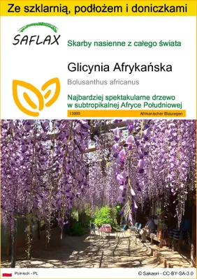 Zdjęcie produktu dla SAFLAX - Zestaw do uprawy - Glicynia Afrykańska - 15 Nasiona - Z mini szklarnią, podłożem uprawowym i 2 doniczkami - Bolusanthus africanus