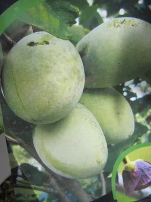 Produktbild von Asimina triloba Rebecca' s Gold - Indianerbanane Rebeccas Gold - 80-100cm