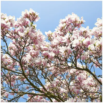 Produktbild von Wallario Möbeldesign / Aufkleber, geeignet für Ikea Lack Tisch - Schöne rosa Magnolien-Blüten vor blauem Himmel in 55 x 55 cm