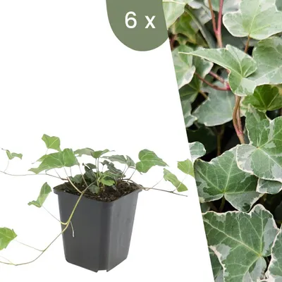 Produktbild von Plants by Frank | 6 Efeu Pflanzen | Hedera Helix 'Glacier' | Kletterpflanzen | Winterhart | Mehrjährig | Gartenpflanzen