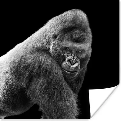 Produktbild von MuchoWow® Poster Ein prächtiger Gorilla blickt herab 100x100 cm - Babyzimmer