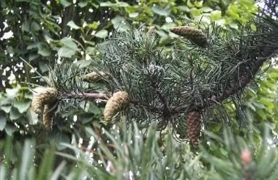 Produktbild von Pinus banksiana  - Bankskiefer - 40-60 cm