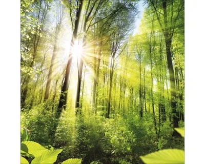 Produktbild von Glasbild Towards The Sun 50x50 cm