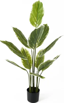 Produktbild von Present Time - Kunstpflanze Calathea Large - Grün - 70x70x116cm