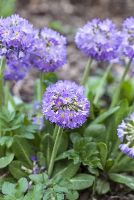 Produktbild von Primula denticulata 'Lilac', Kugelprimel, lila, ca. 9x9 cm Topf