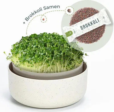 Produktbild von OraGarden Keimsprosskit mit Brokkoli Samen