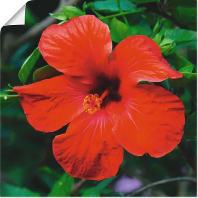 Produktbild von ARTland Poster Hawaiiblume Größe: 30x30 cm