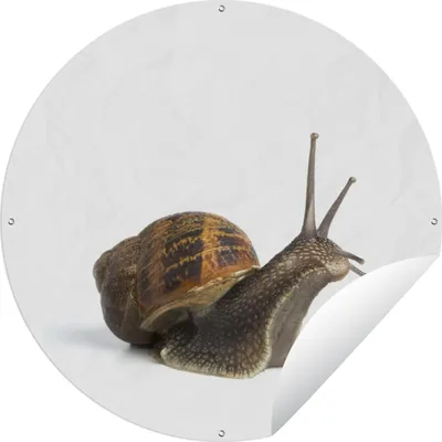 Produktbild von MuchoWow®