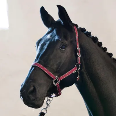 Produktbild von Horse Guard RIO Halfter - korallenfarben - Warmblut