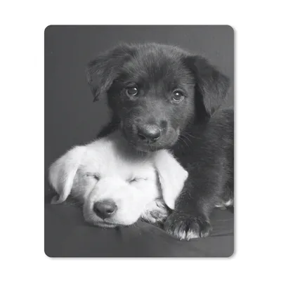 Produktbild von MuchoWow® Mauspad Mousepad Hunde - Welpe - Schwarz - Weiß - Tiere 19x23 cm - Mousepads - Maus Mat - Pad - Mausunterlage - Mauspads - Spielen