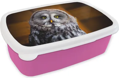 Produktbild von KitchenYeah® Lunchbox Brotzeit Brotdose 17x11 cm Porträt des Lapplandkauzes Kinder Brotzeitdose - Lunchpaket - Brotkasten  - Sandwich Box
