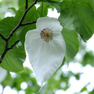 Zdjęcie produktu dla Drzewo chusteczkowe (Davidia involucrata)  – 2 nasiona
