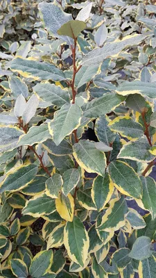 Image de Elaeagnus x ebbingei Viveleg ® / Chalef panaché