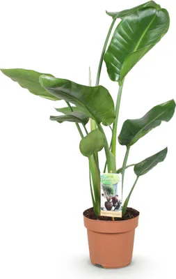 Obrázek produktu pro Stromová strelice Strelitzia Nicolai 70 - 90cm, 17cm, nenárocná na péci, rajka
