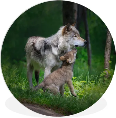 Produktbild von MuchoWow® Rundes Wandbild - Runde Bilder Wolf - Baby - Wald Ø 90 cm Kreis Wanddekoration Kunststoff - Wandkreis - Wandschmuck - Wand-Kreis - Wohnzimmer - Bild - Runde - Wanddeko - Dibond - Kunstdrucke
