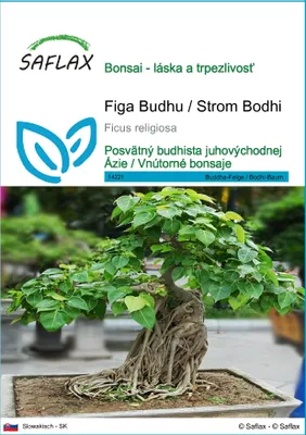 Obrázok produktu pre SAFLAX - Figa Budhu / Strom Bodhi - Ficus religiosa - 100 Semená