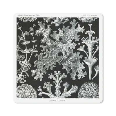 Produktbild von MuchoWow® Mauspad Mousepad Kunst - Koralle - Ernst Haeckel - Alte Meister - Natur 30x30 cm - Mousepads - Maus Mat - Pad - Mausunterlage - Gaming