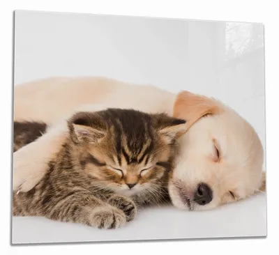 Produktbild von Wallario Herdabdeckplatte aus Glas, Größe 60 x 52 cm 1-teilig, Motiv Katze und Hund in Harmonie - Kuschelnde Tiere