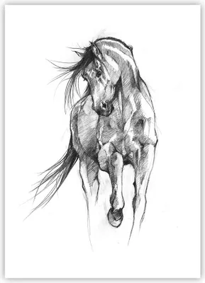 Produktbild von Poster - Poster ohne Rahmen - Pferd Galopp Tier - 50x70 cm - Wand Bild - Wanddeko - Wandbilder - Kunstposter - Wandposter - Bilder - Kunstdruck - Wanddekoration - Wandbild - P2XPA50x70-5080