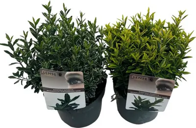 Obrázek produktu pro Brslen japonský FloraSelf Euonymus japonicus 'Microphyllus' květináč 5 l