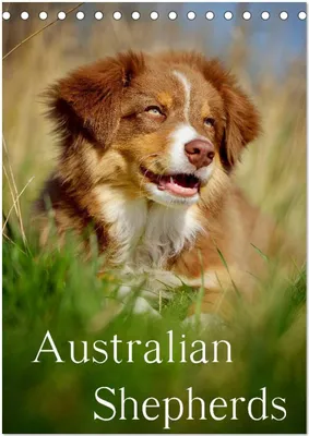 Produktbild von Australian Shepherds (Tischkalender 2026 DIN A5 hoch), CALVENDO Monatskalender