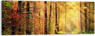 Produktbild von Bild auf Leinwand - Leinwandbild - Wald Baum Natur - 150x50cm - Wand Bild - Wanddeko - Wandbilder - Leinwanddruck - Bilder - Kunstdruck - Wanddekoration - Leinwand bilder - Wandkunst - CA150x50-3718