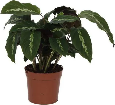 Immagine prodotto di Calathea Maui Queen 35 cm Ø 12 cm: una calathea esotica dalle foglie variegate