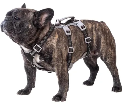 Immagine prodotto di Imbracatura per cani, taglia media, imbracatura di sicurezza, colore nero