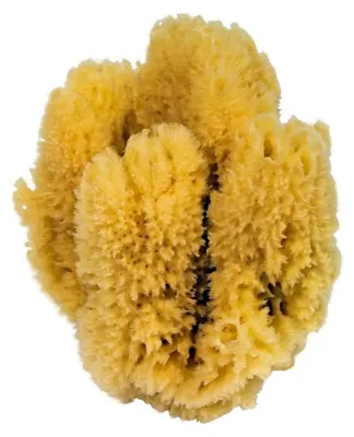 Produktbild von Croll & Denecke Naturschwamm, Natur, ca.16-18 cm, Gelb