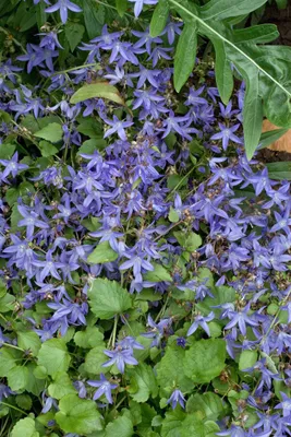 Produktbild von Campanula poscharskyana 'Trollkind', Polsterglockenblume, ca. 9x9 cm Topf